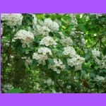 Mountain Laurel.jpg